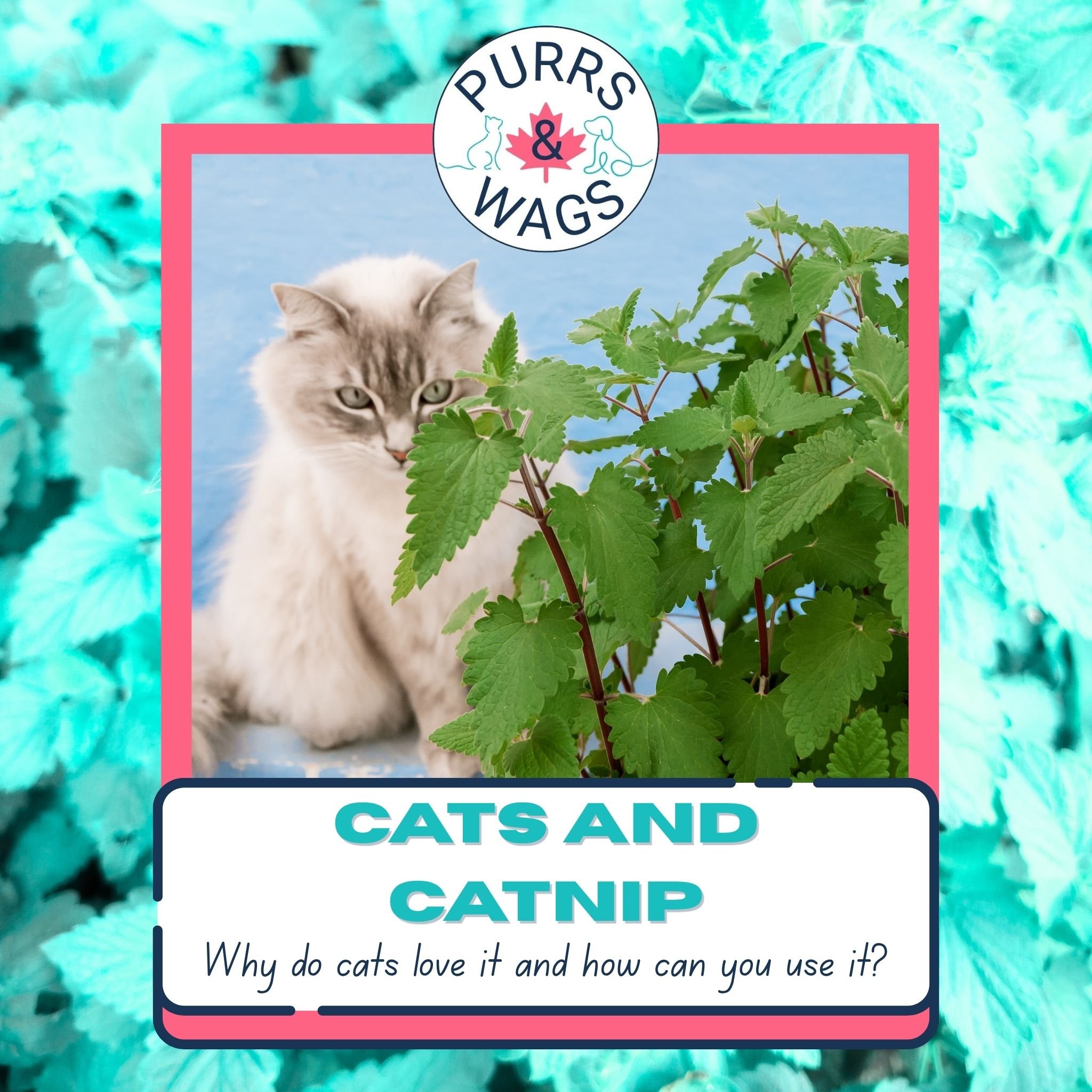 A link to an article about catnip and its effects on cats with a picture of a cat peering at a catnip plant