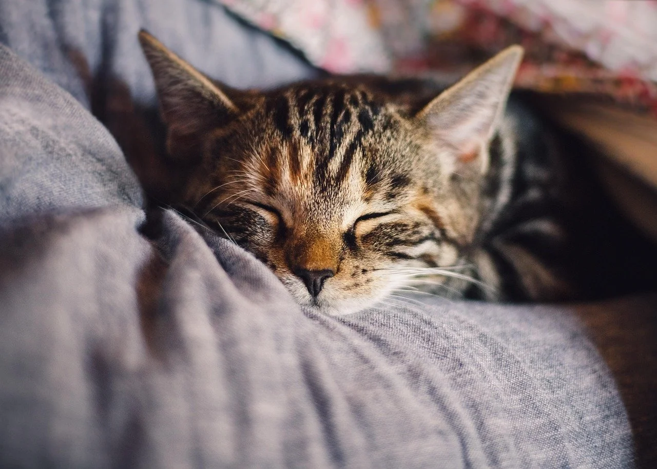cat snuggled up with its human sleeping