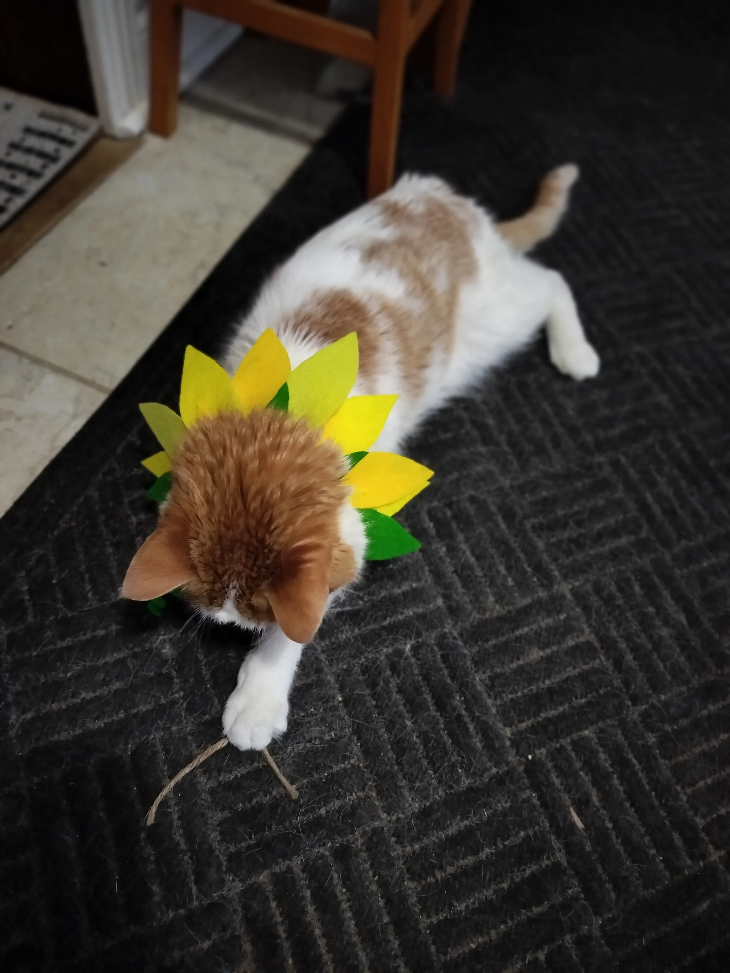 An orange and white cat wearing a collar decorated with yellow and green felt leaves to look like a sunflower
