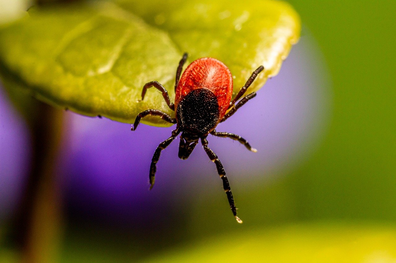 A tick dangling off the edge of a leaf
