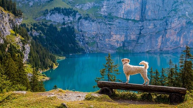 Dog standing on a log bench by a mountain lake