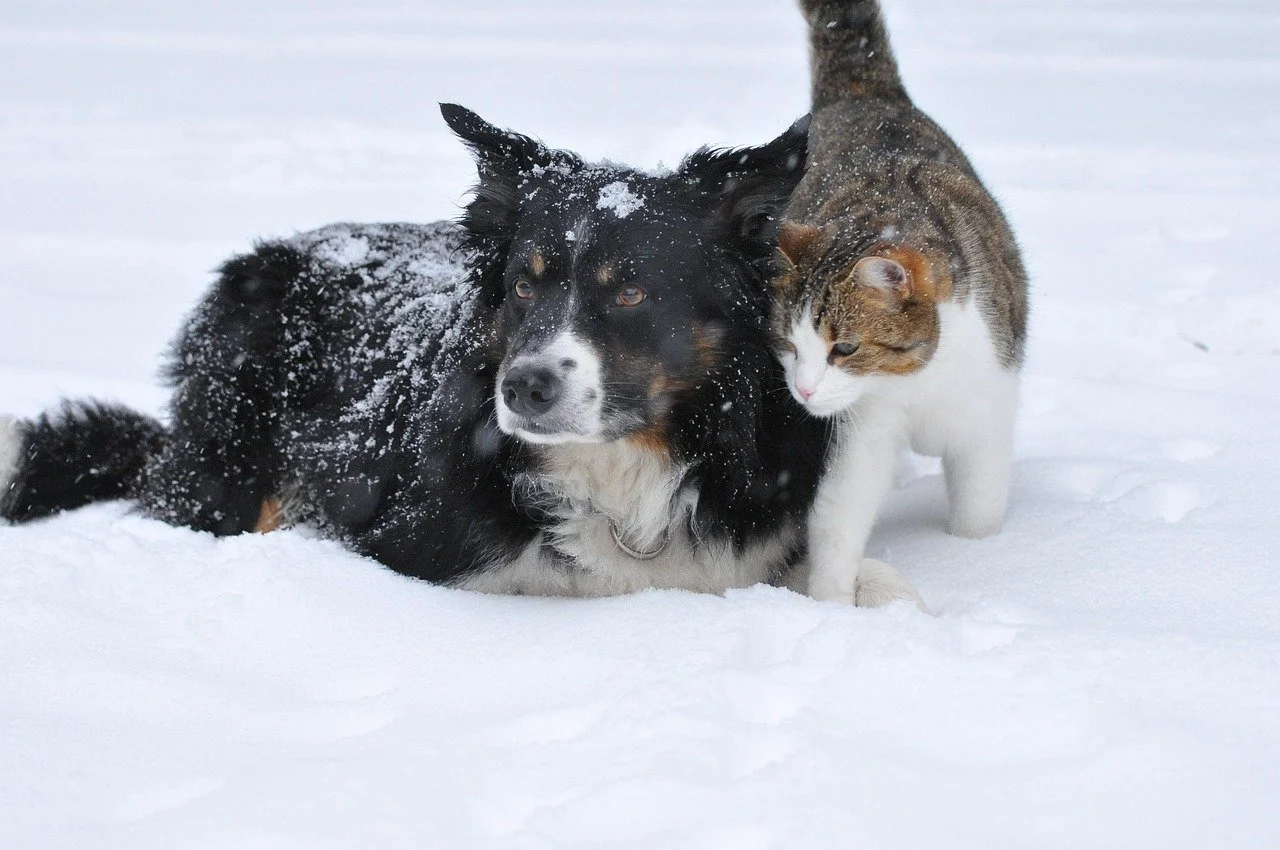 dog lying in snow with cat rubbing up next to dog