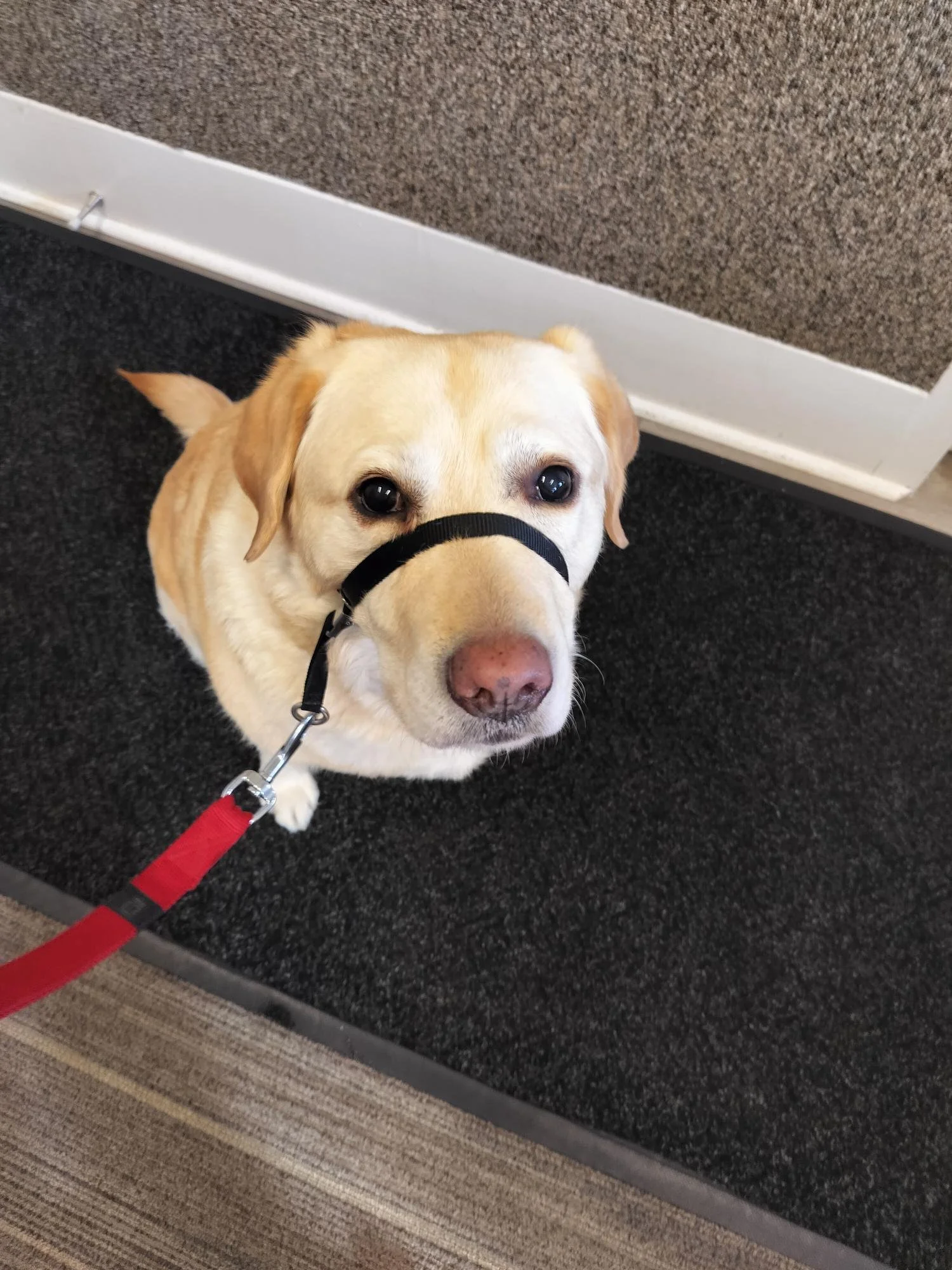 A yellow Labrador Retriever wearing a head halter
