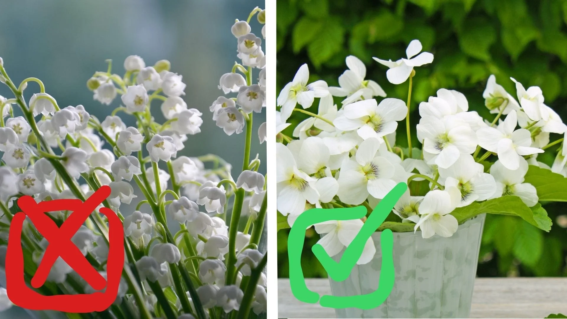 lily of the valley with red X and white violets with green checkmark