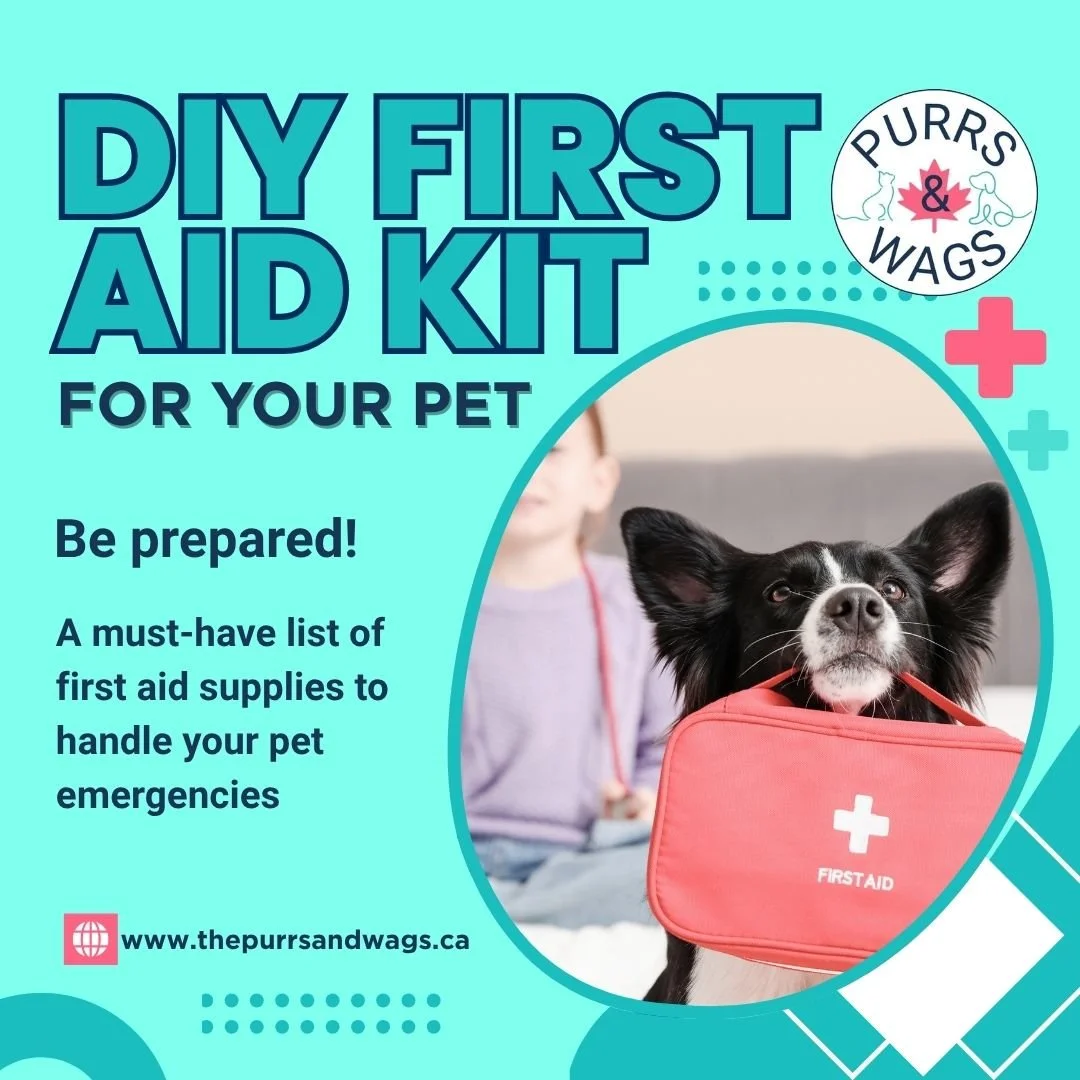 A graphic showing a border collie holding a first aid kit in its mouth to promote a blog post about preparing a DIY pet first aid kit