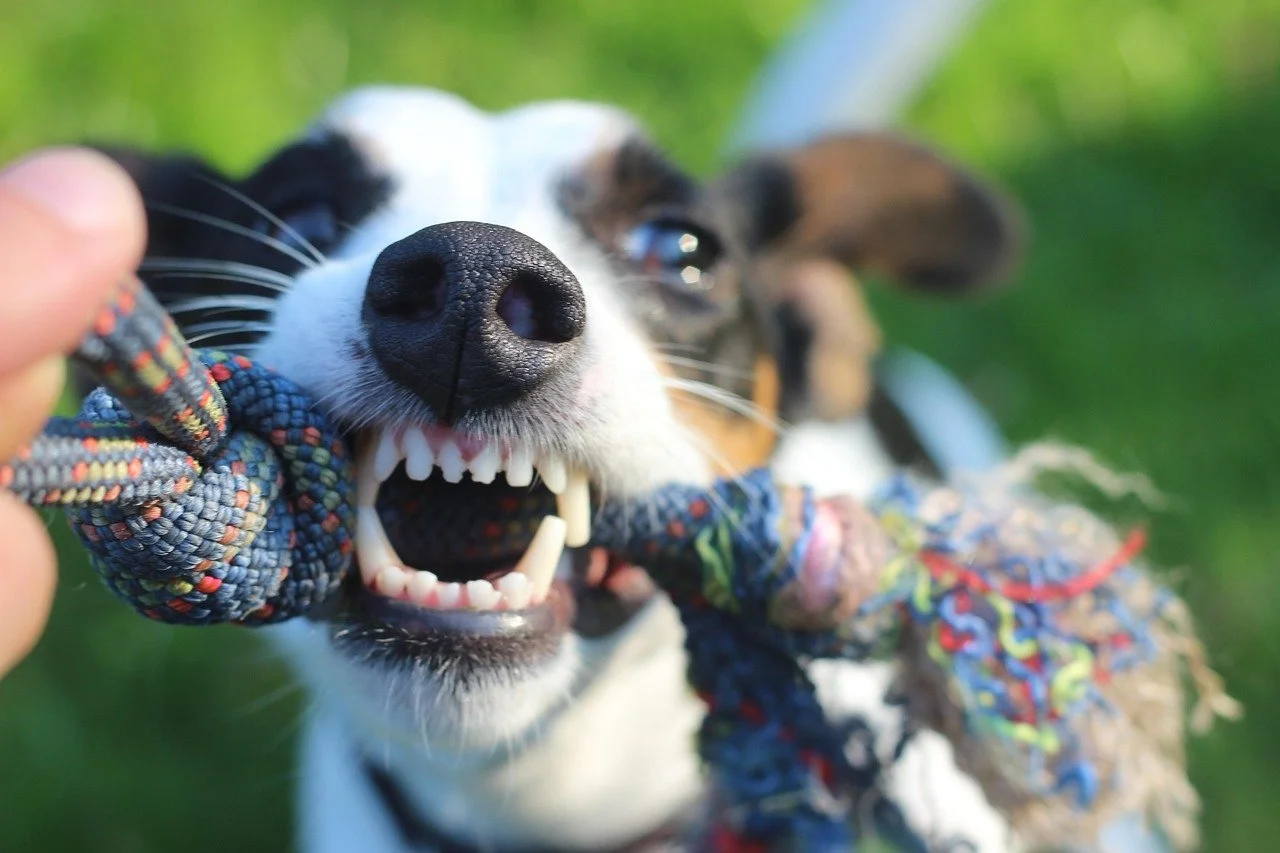Close-up of dog tugging on a rope toy