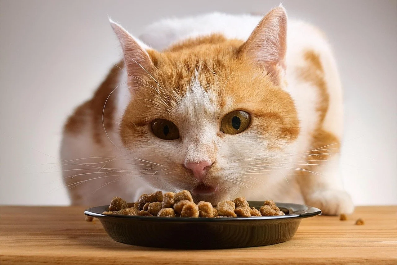 cat eating from bowl of cat food