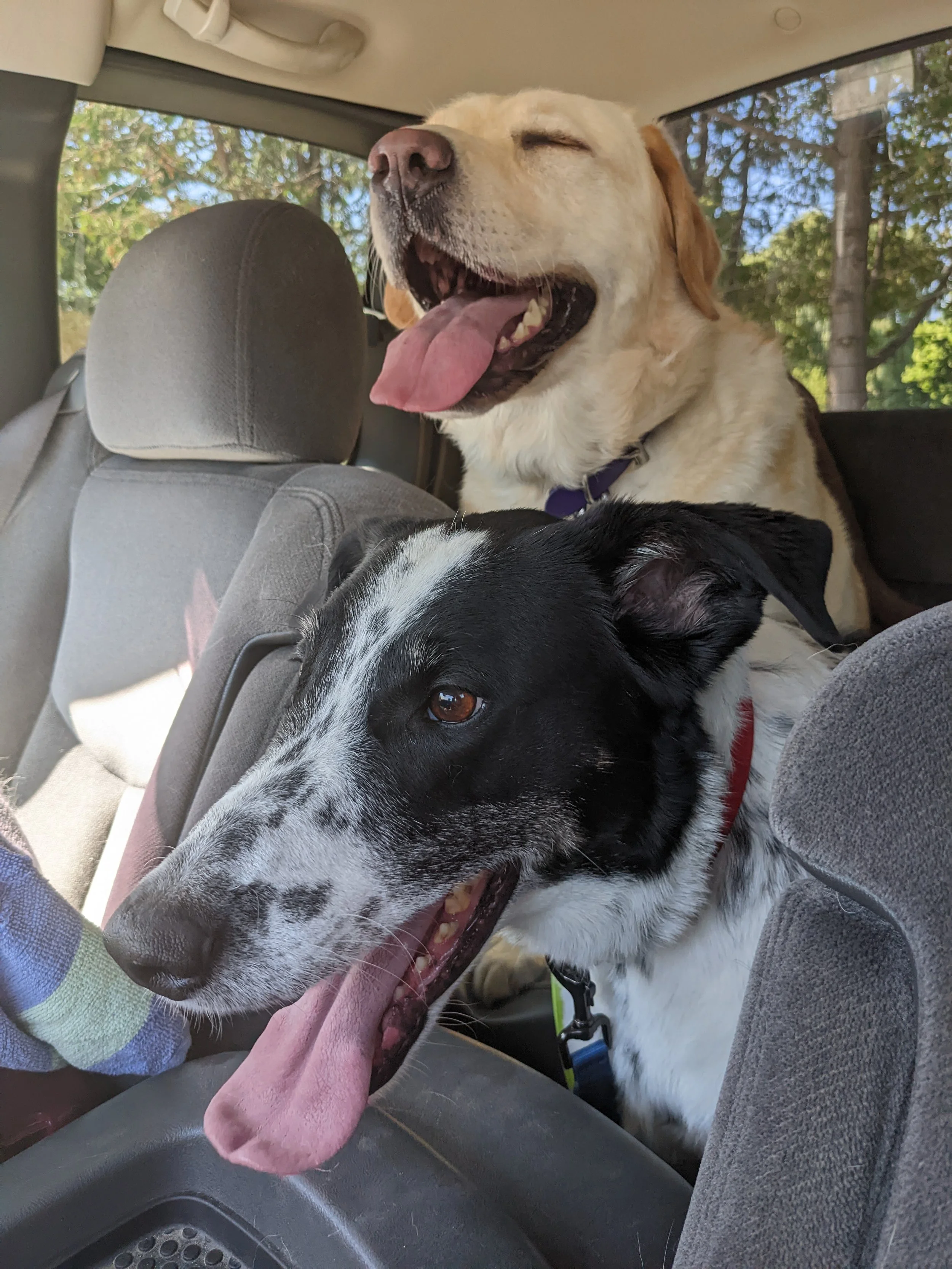 Two dogs riding in the back seat of a vehicle with their tongues hanging out