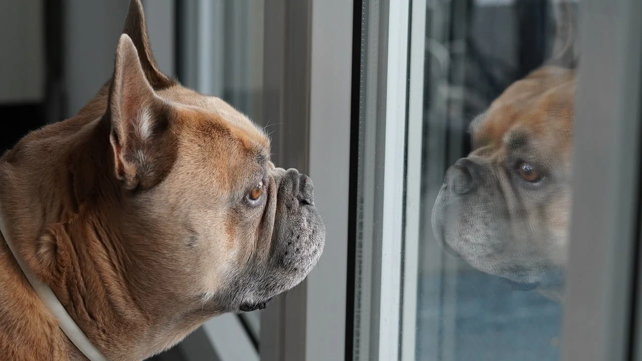French bulldog staring sadly out a window