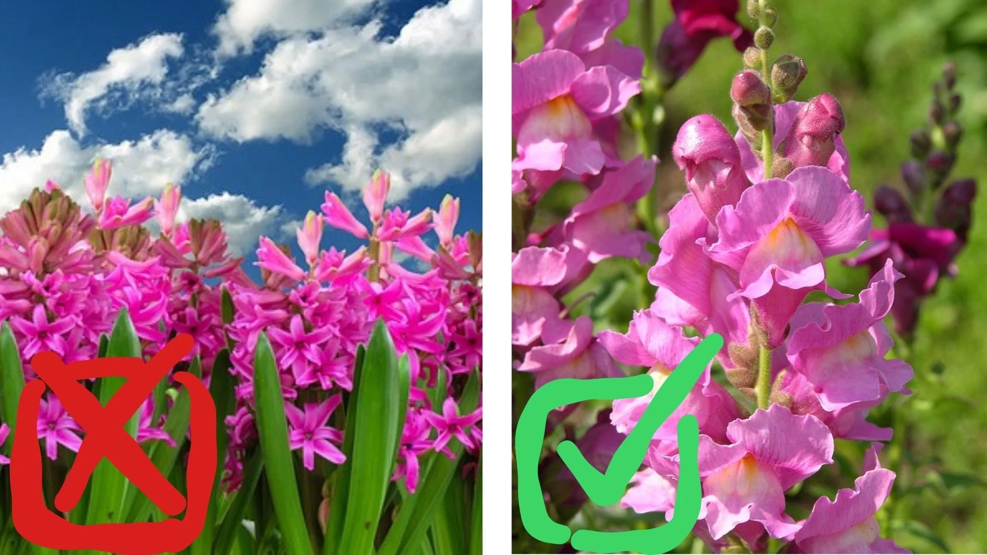 hyacinth with a red X and snapdragon with a green checkmark