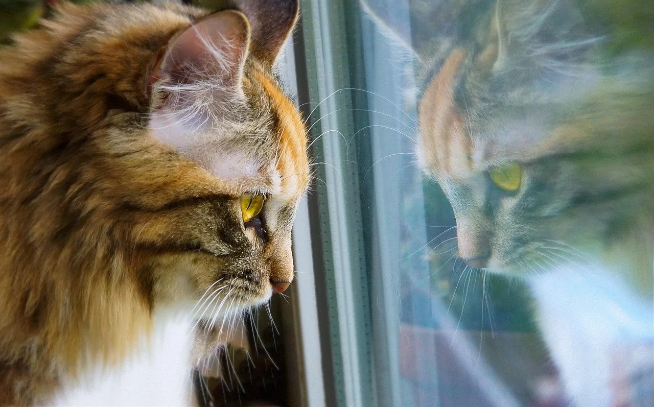 Cat staring out window watching for the return of its humans