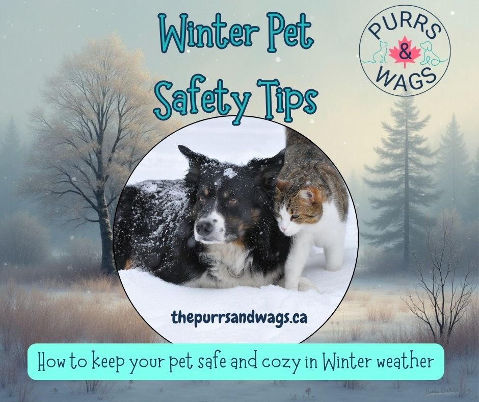 Graphic for a Purrs and Wags blog post about winter pet safety tips