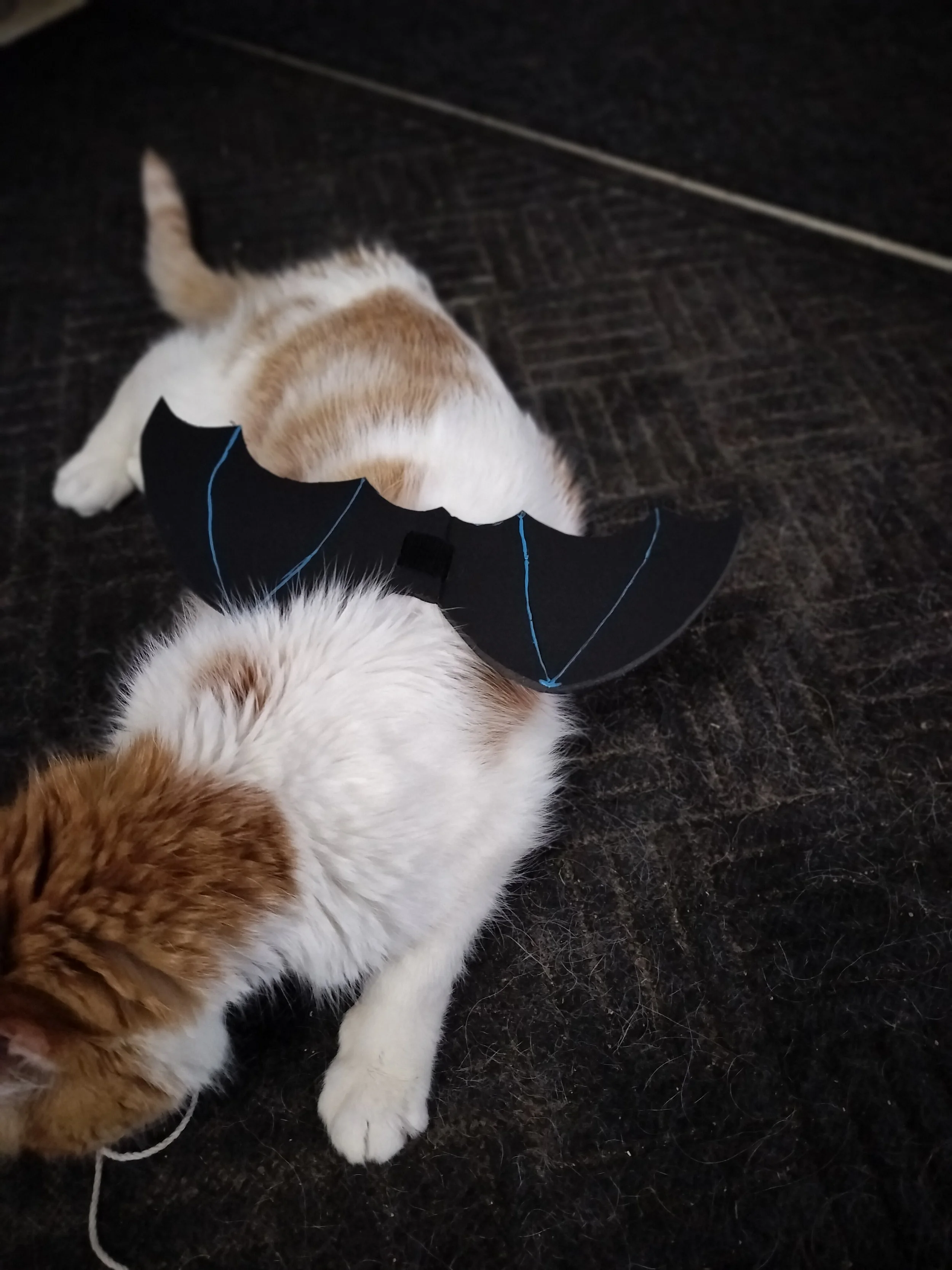 An white and orange cat with black paper bat wings attached to his back as a bat costume