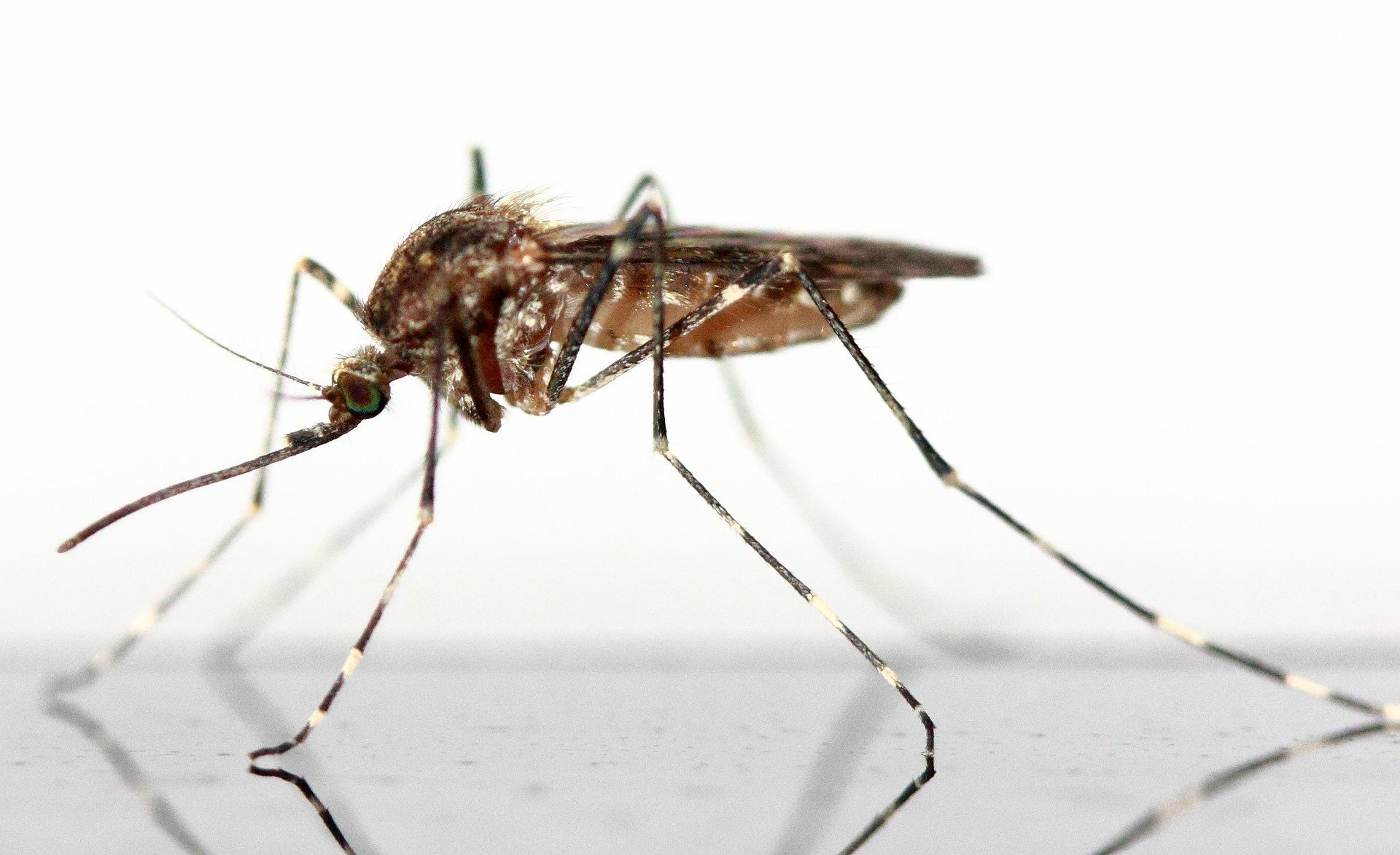 Mosquito resting on a flat surface
