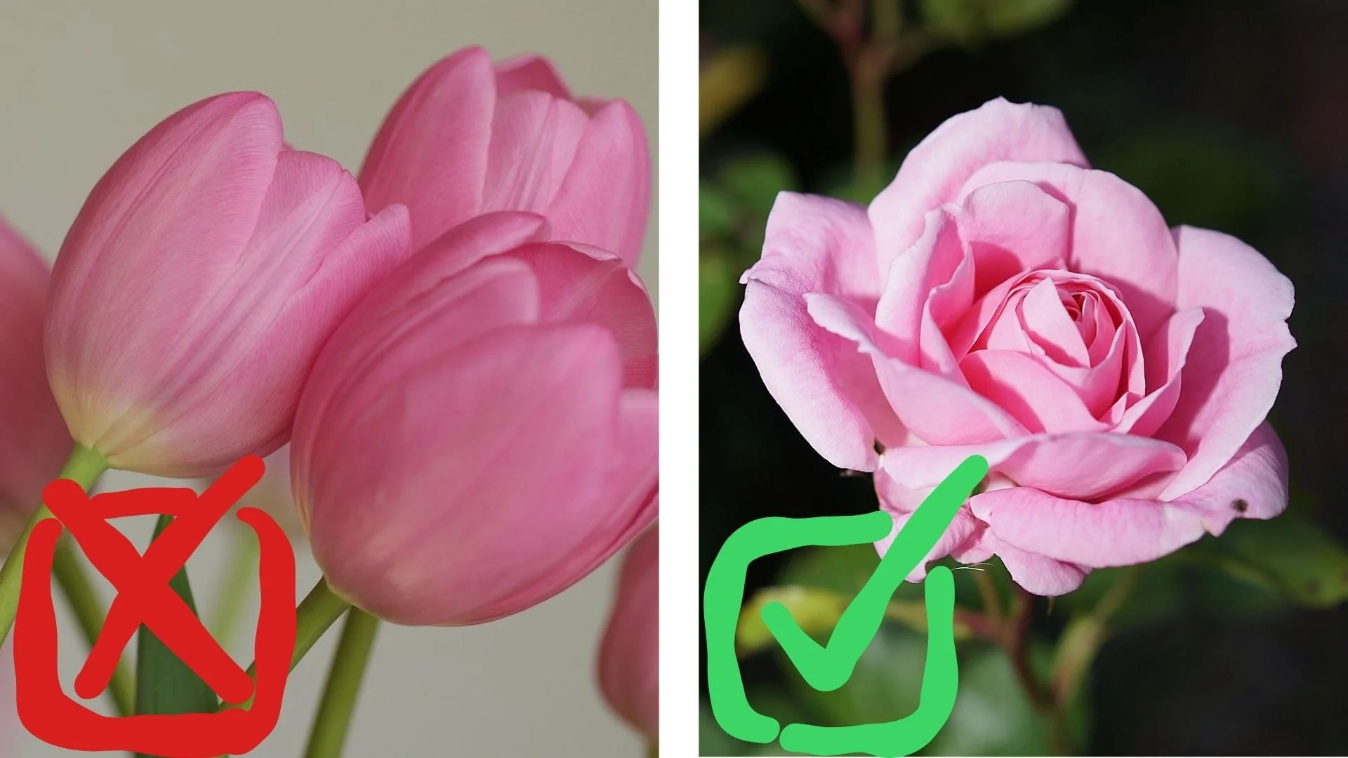 tulip with a red X and a rose with a green check mark
