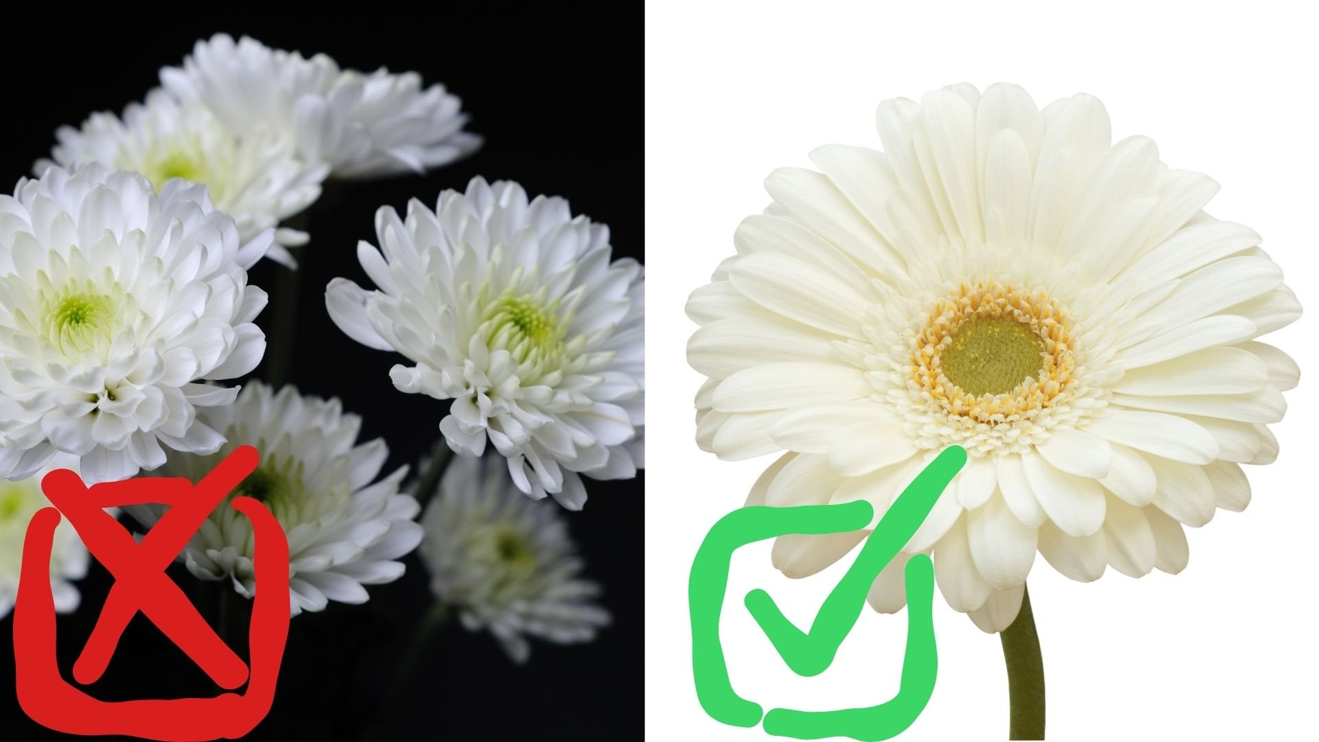chrysanthemum with a red X and Gerbera daisy with a green checkmark