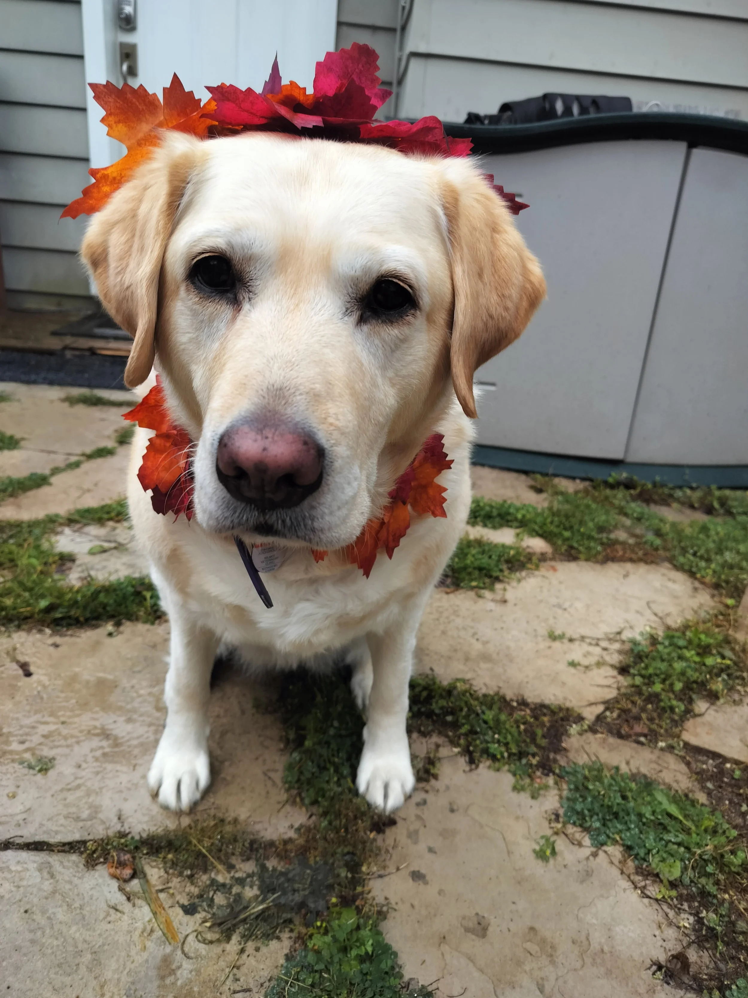 A yellow lab with fall leaves attached all around her collar for a Halloween costume