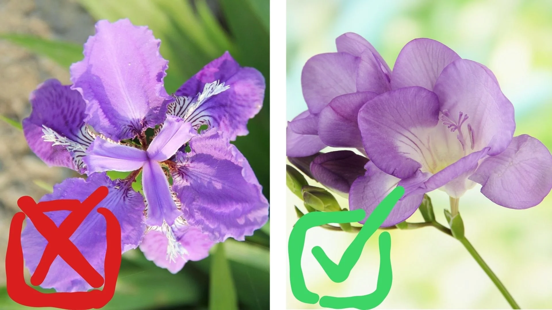 Iris with a red X and freesia with a green checkmark