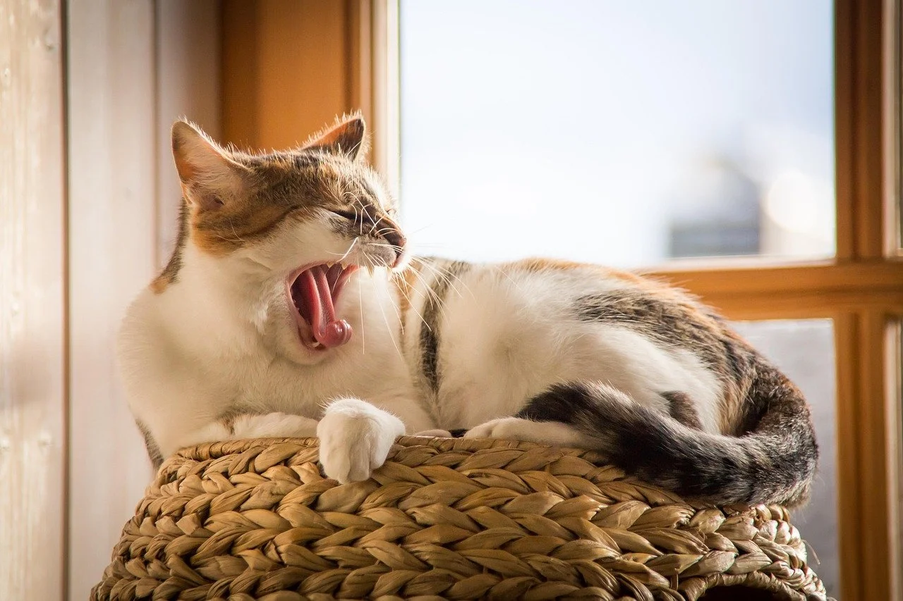 calico cat yawning while laying on top of a sisal cat cave by a window  so it can see outside