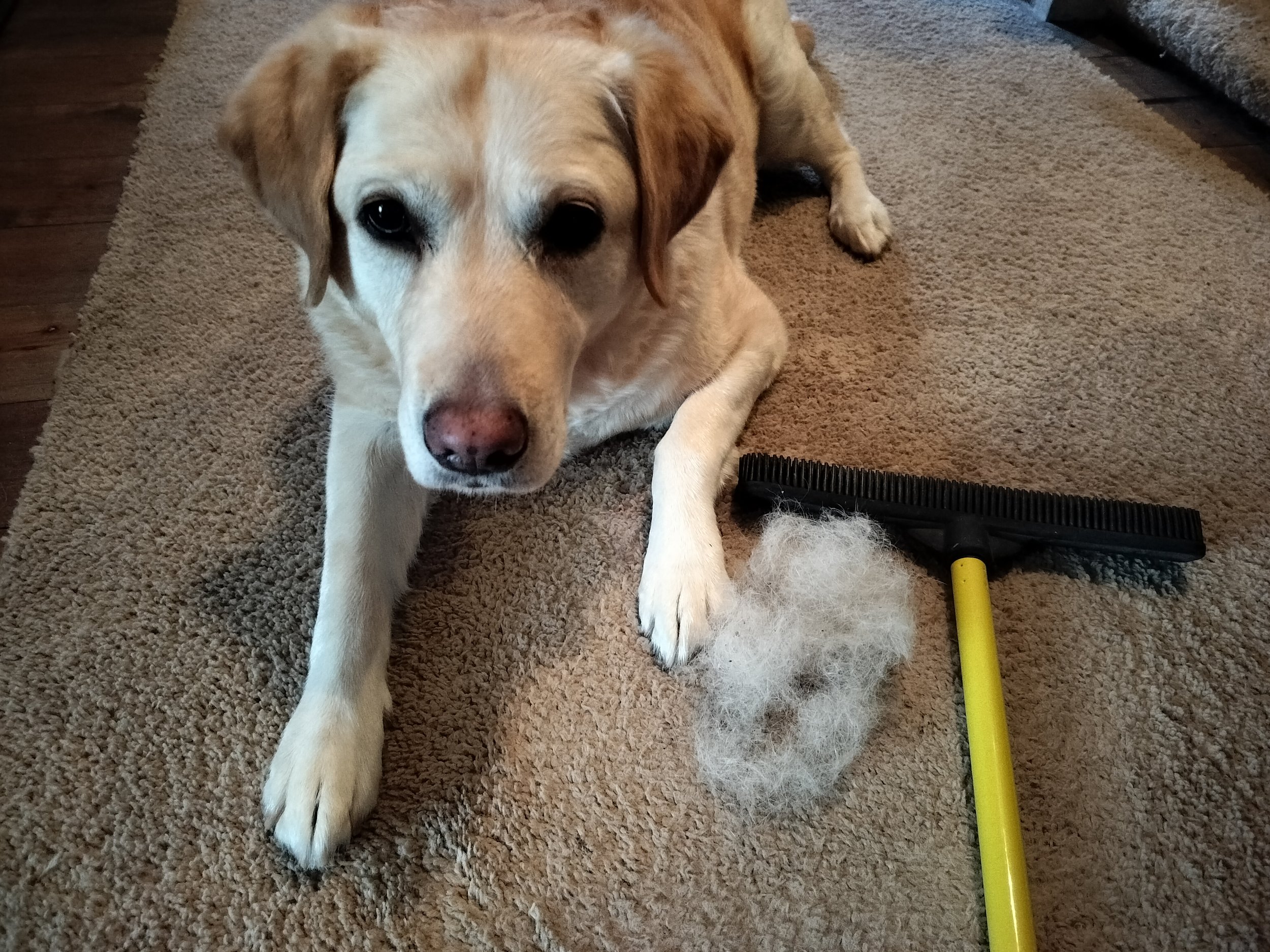 Dog lying beside a pile her own fur that has been scrubbed out of the rug