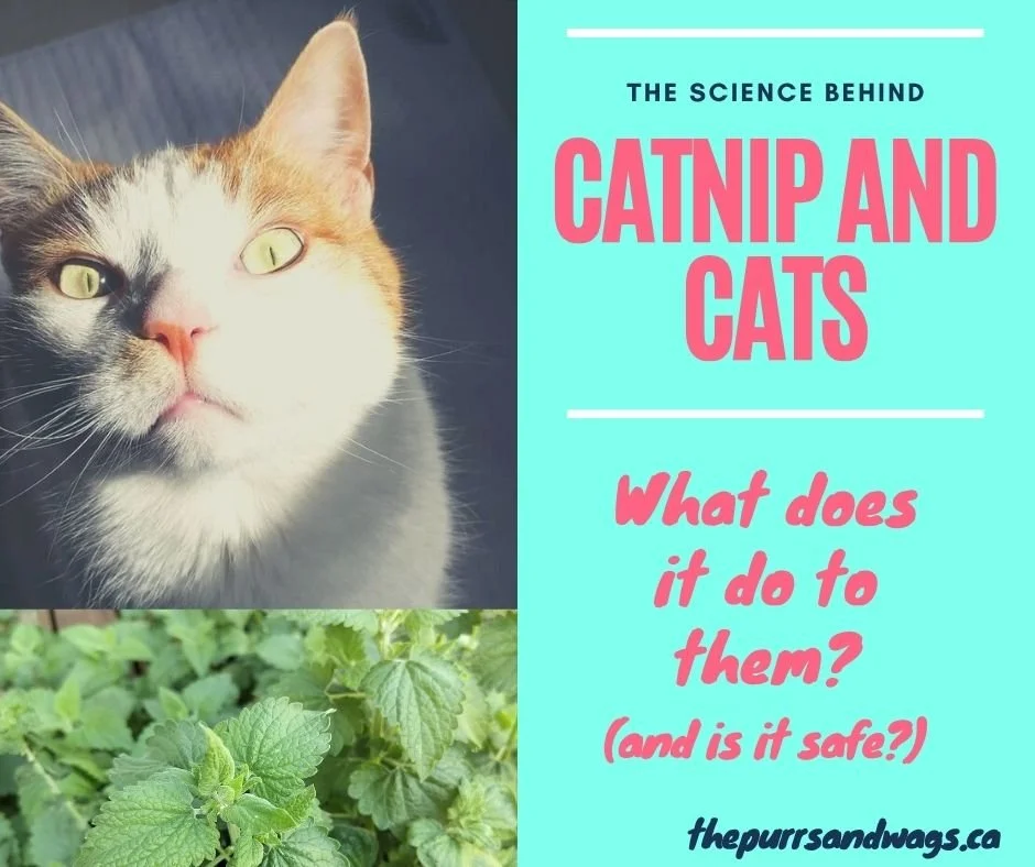 A link to an article about catnip use with your cat