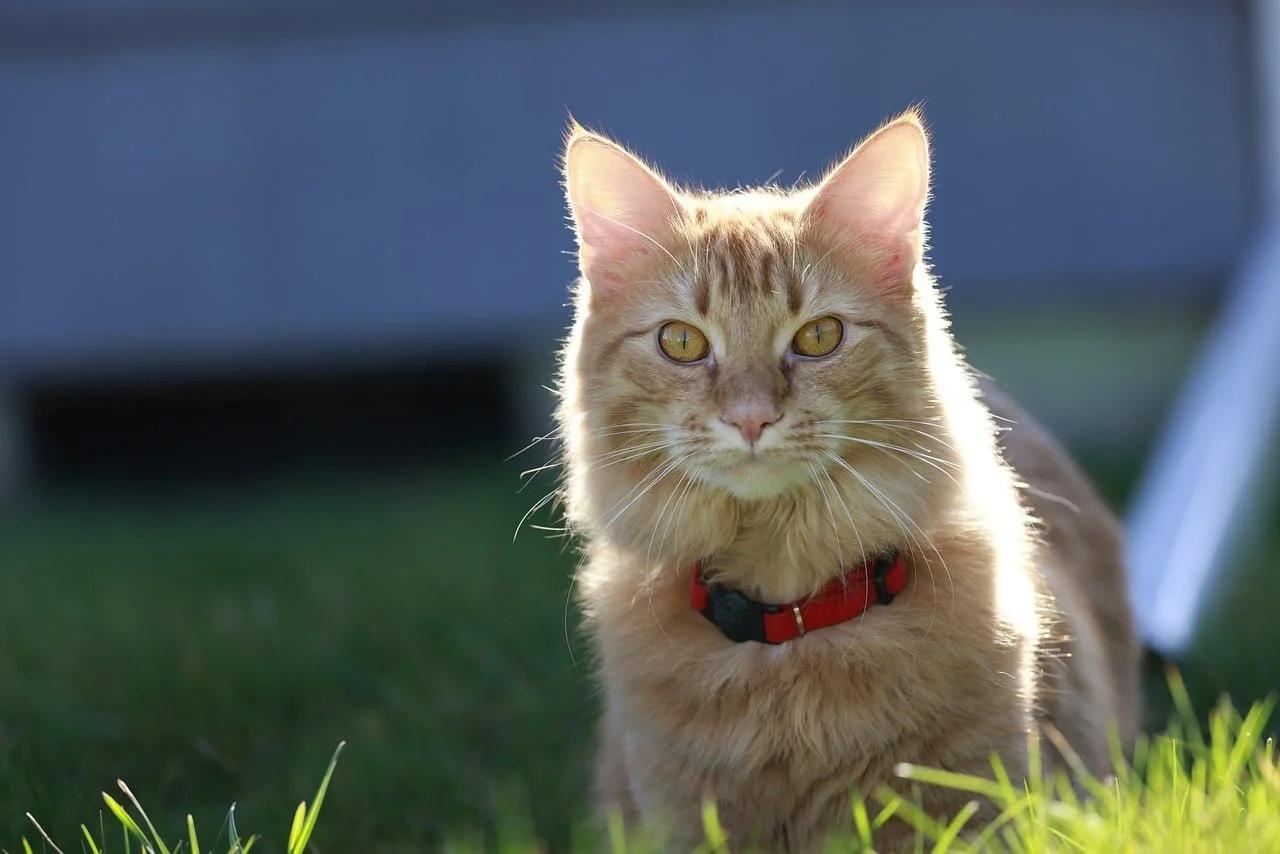 Orange cat sitting in the grass, wearing a collar made of recycled plastic.