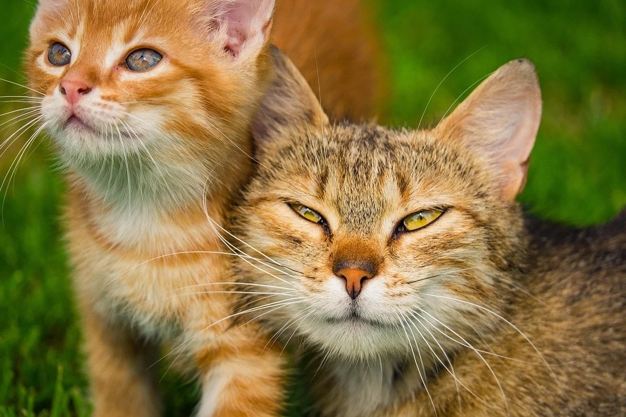 An orange tabby kitten rubbing up against a brown tabby cat laying in the grass
