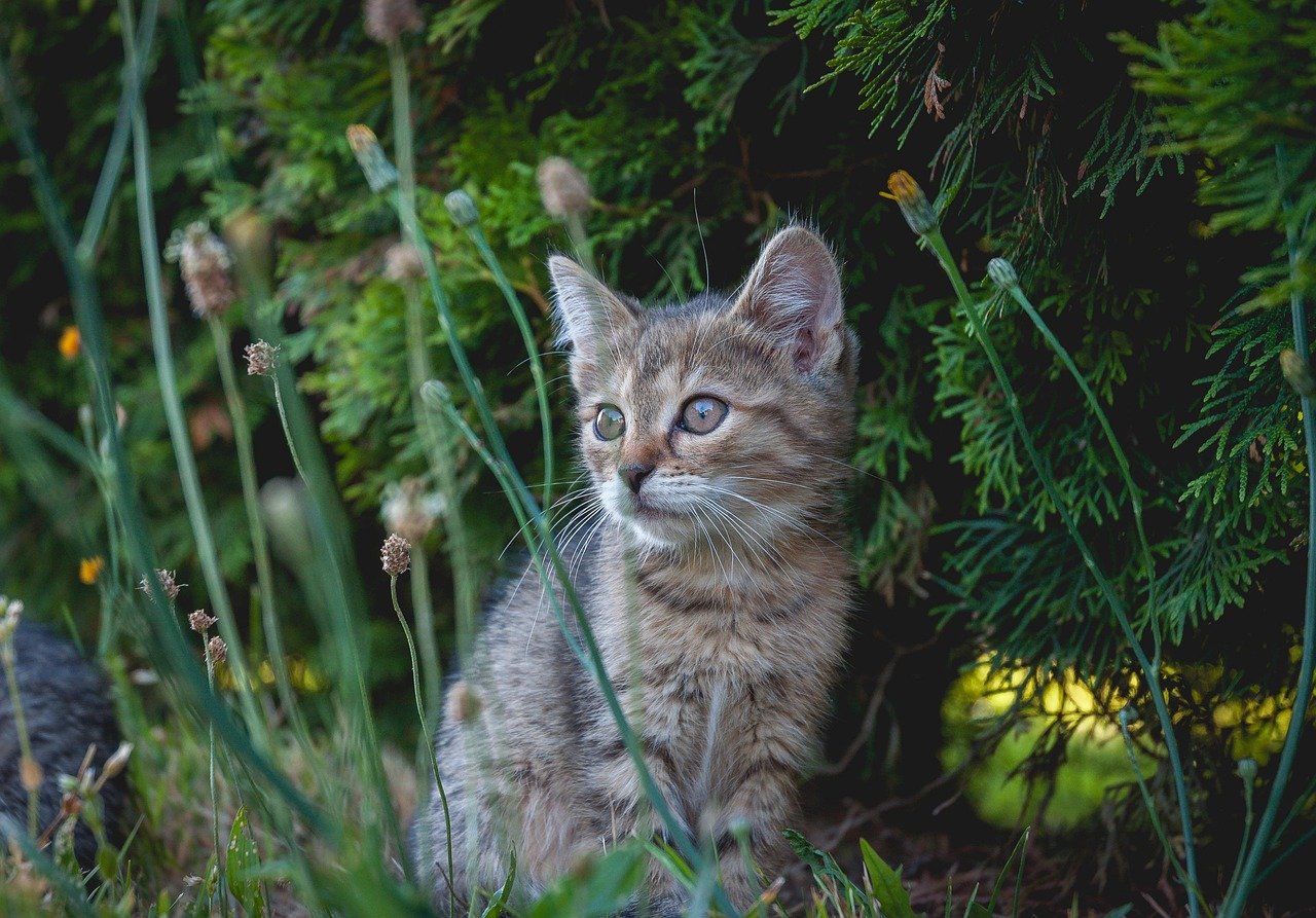 Grey tabby kitten sitting in the grass with cedar trees behind it, in  a sea of green
