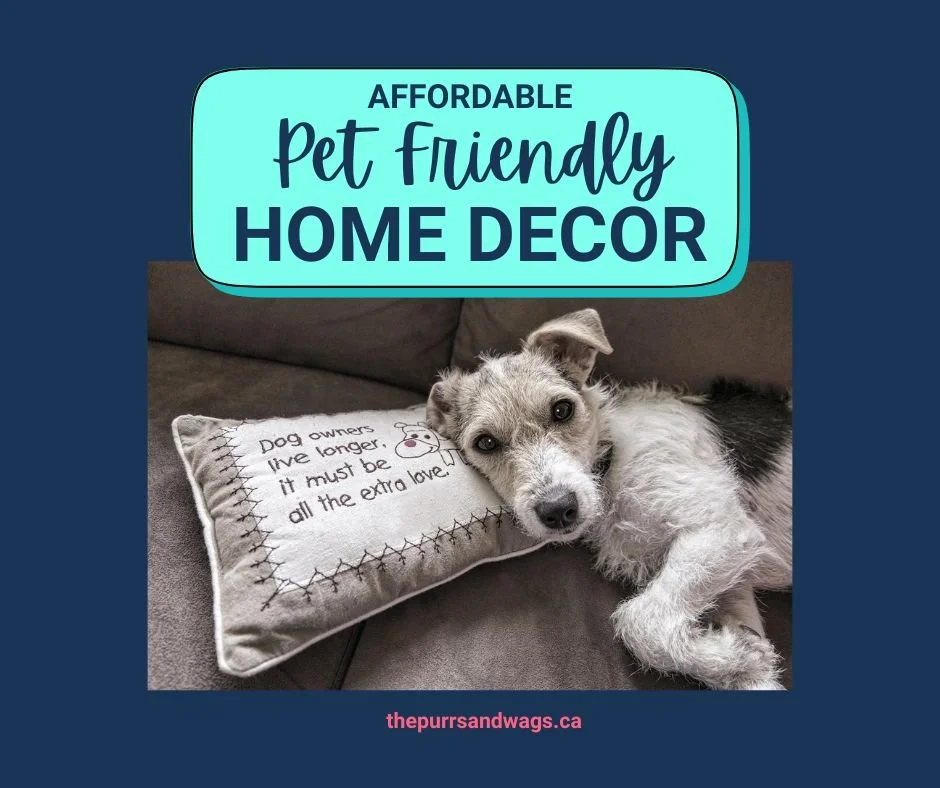 A dog lying on a sofa with a pillow under its head, promoting a blog post about pet-friendly home decor
