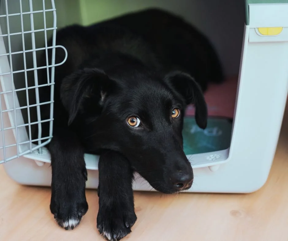 A black labrador retriever lying in a plastic dog crate with the door open and the dog's paws hanging out