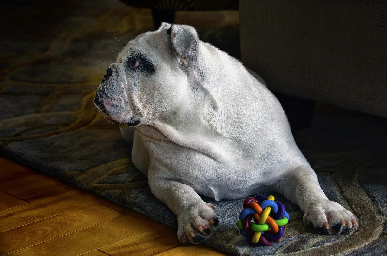 bulldog laying with dog toy