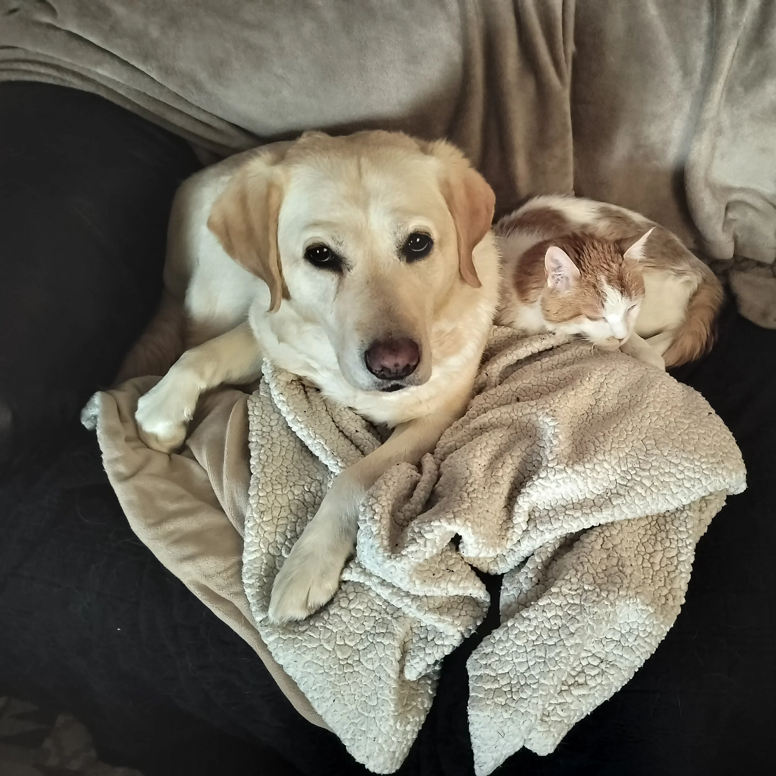 dog and cat snuggling together on a blanket
