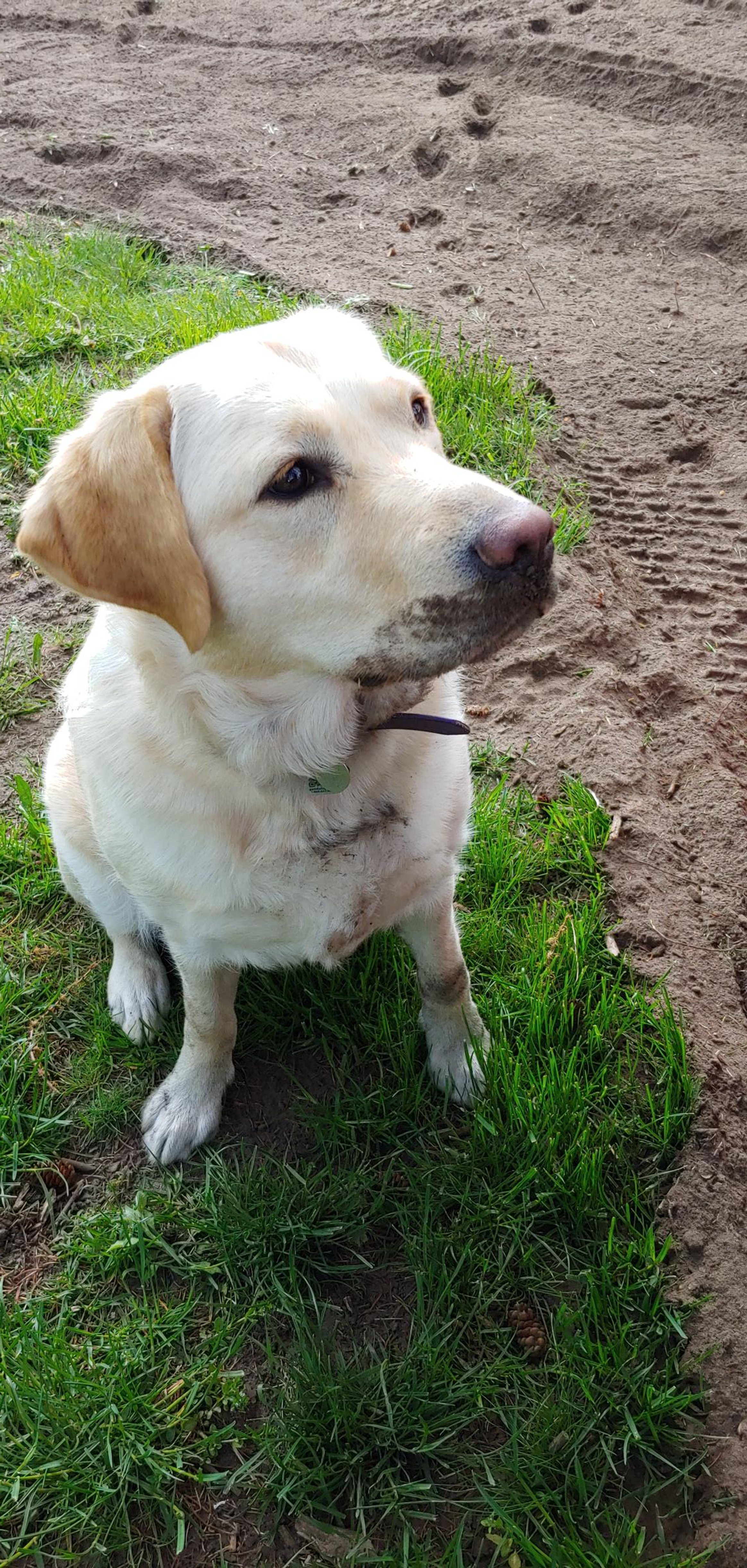yellow lab with dirt all over snout, chest and paws