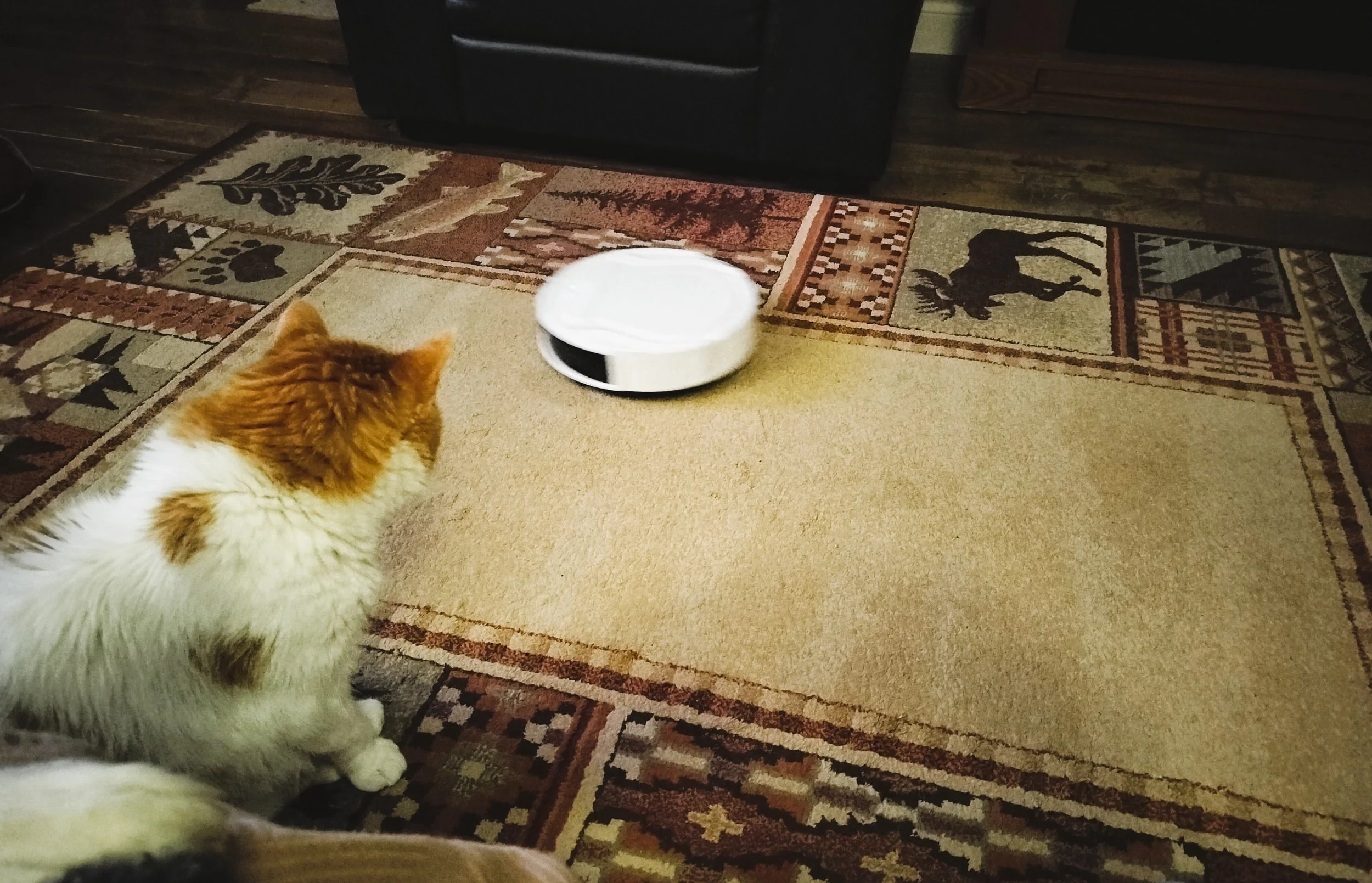 Cat intently watching a robot vacuum move past