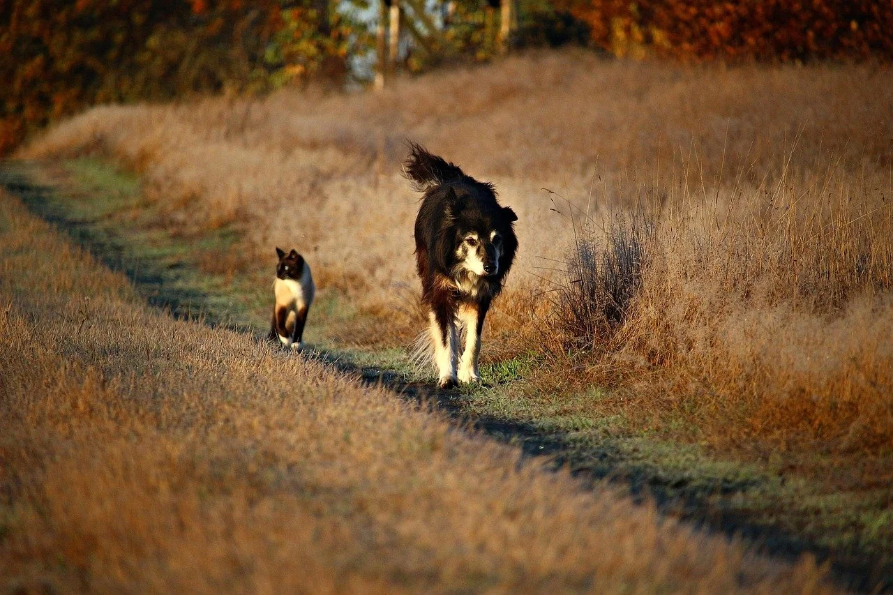 A black and white dog and Siamese cat walk along a grassy pathway that is covered with Autumn frost