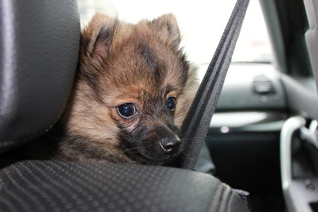 Small dog peering over a car seat