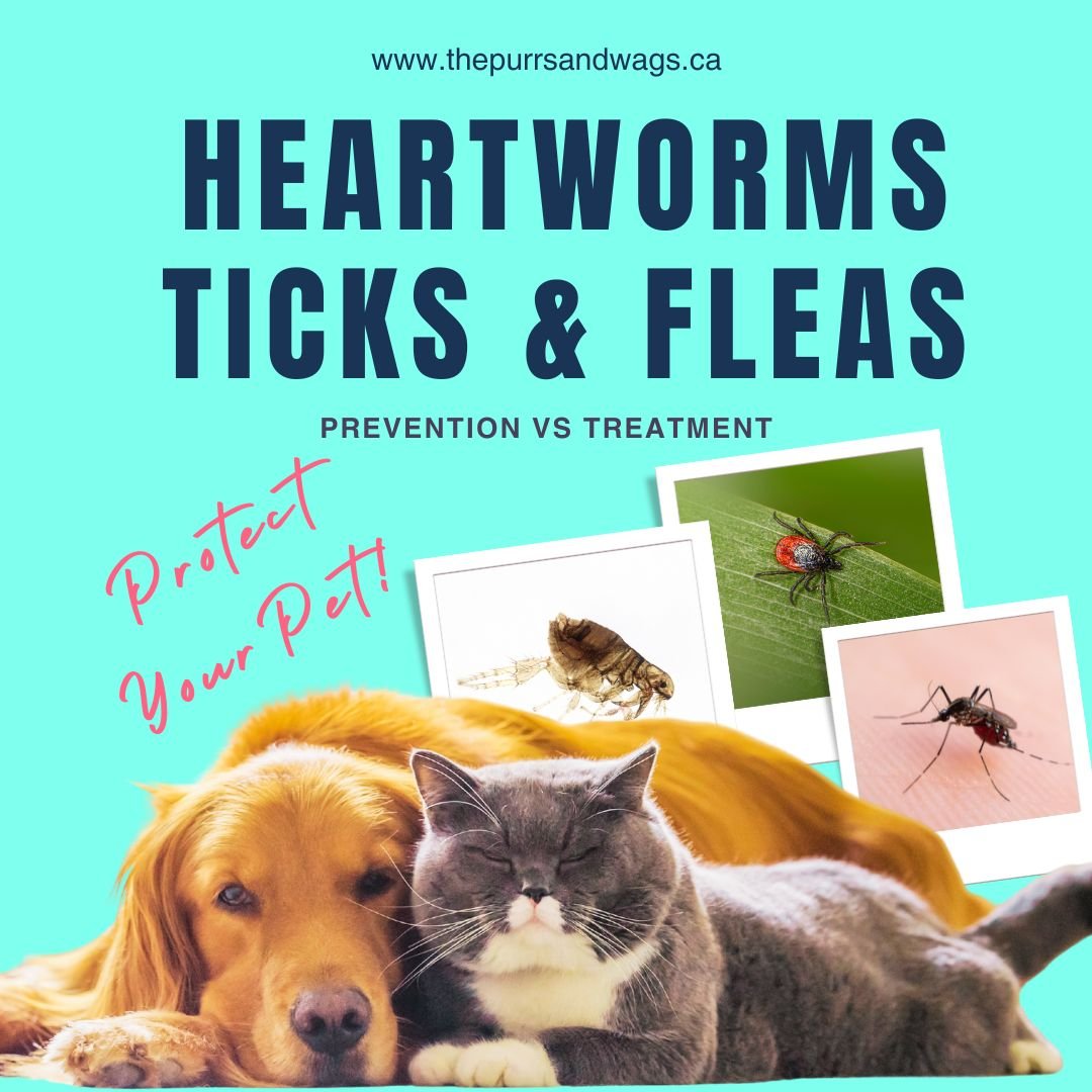 A graphic used to promote the importance of pet pest prevention.