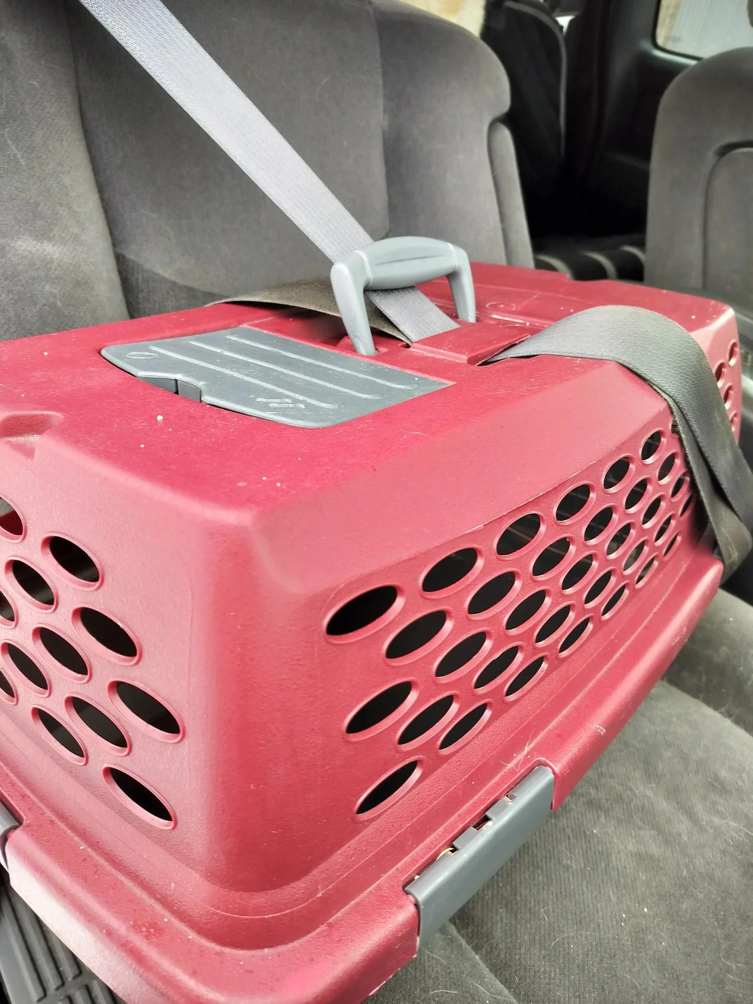 Carrier strapped into vehicle seat through  its handle