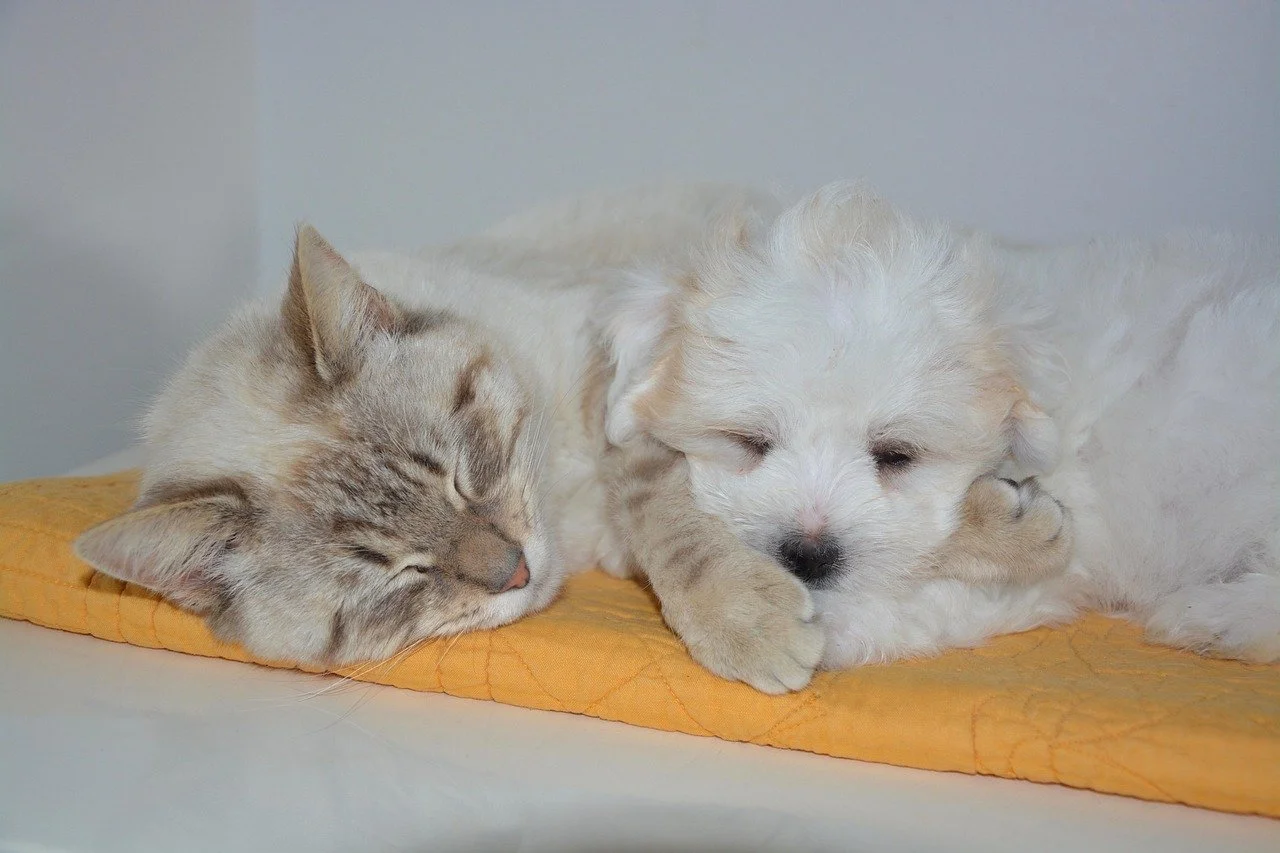 puppy and cat snuggled together asleep on blanket