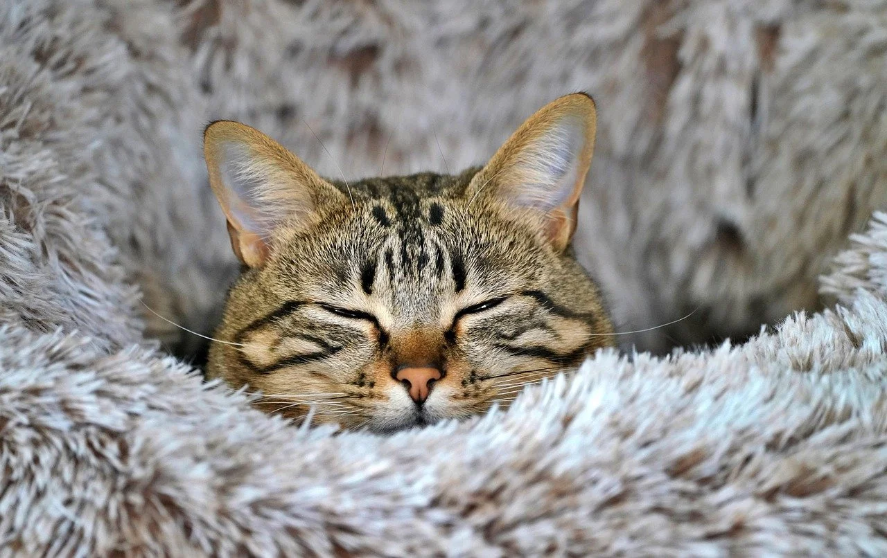 A senior tabby cat, snuggled in a plush blanket, enjoying a warm and comfortable nest