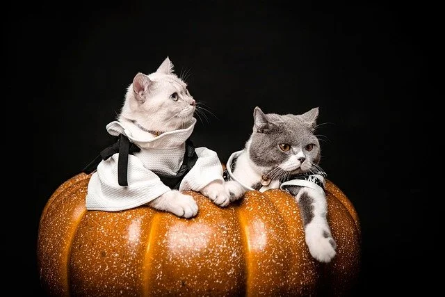 Two cats in costumes, sitting inside a hollowed out pumpkin.