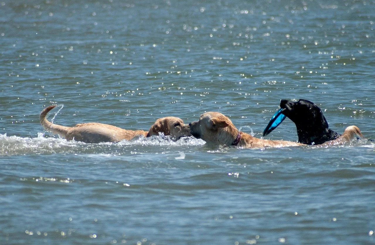 Three Labrador retrievers playing in the water with a flying disc