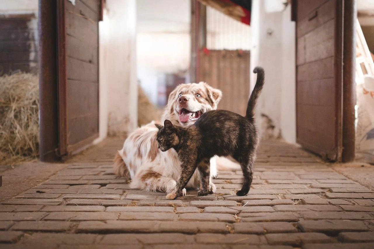 cat arching its back to rub against a dog to show affection
