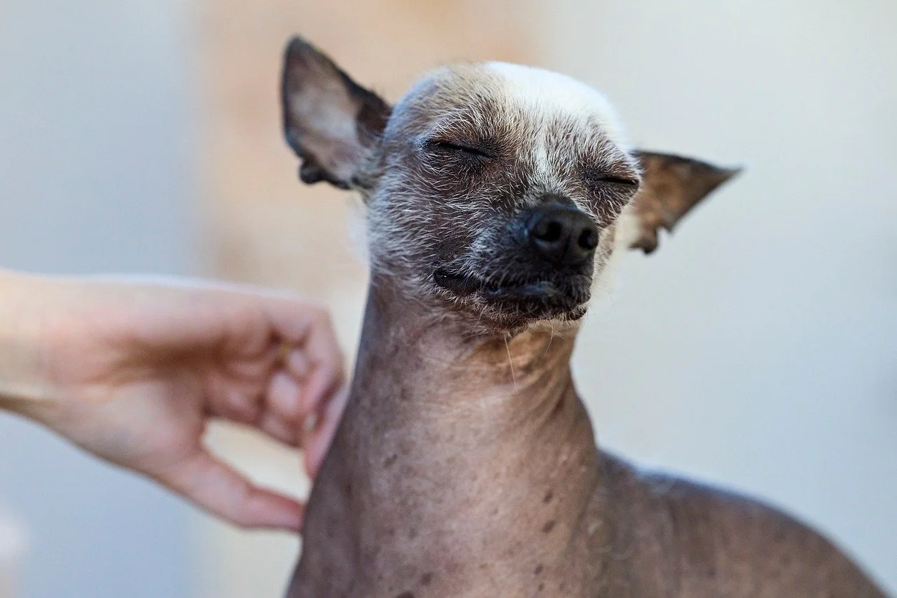 Hairless with its eyes closed, getting scratches on its back from a person