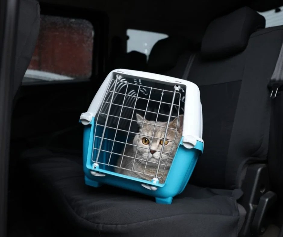 cat lying in carrier in back seat of vehicle with door to carrier closed