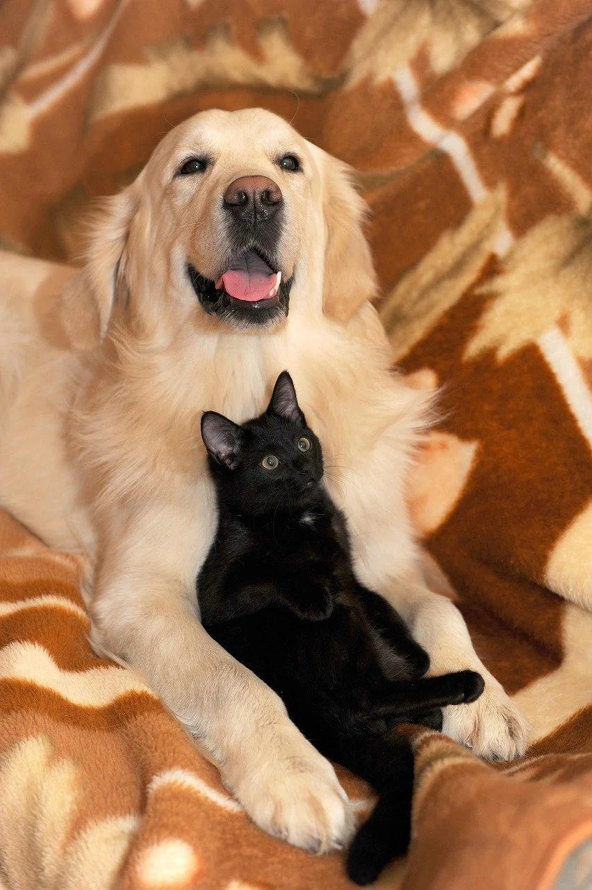 black cat leaning back against golden retriever