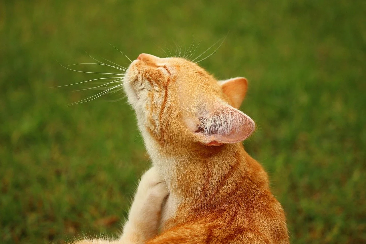 Orange tabby cat scratching its own chin with its back paw