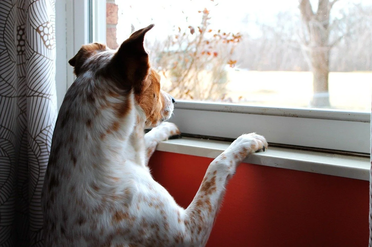 Dog with paws up on windowsill, intently looking outside