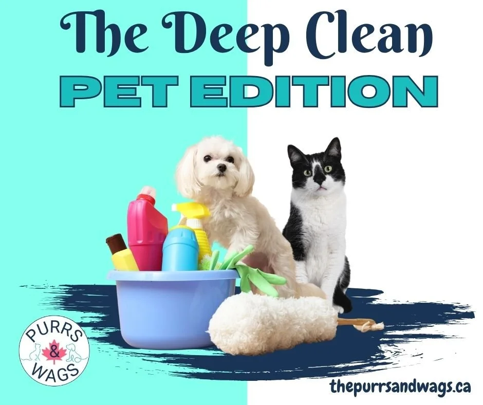 A graphic with a small white and and black and white cat by a bucket of cleaning supplies to promote a blog post about deep cleaning a home with pets
