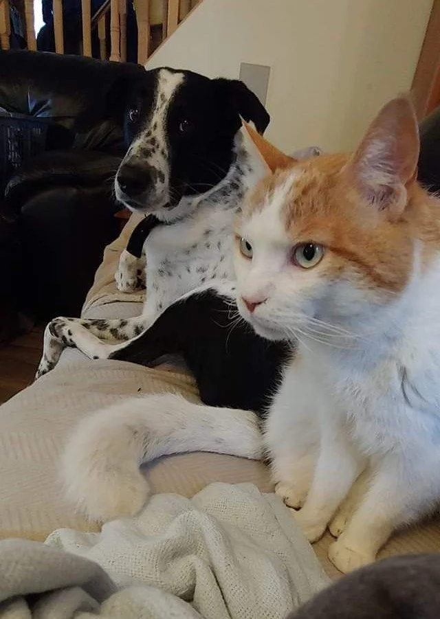 cat sitting next to surprised dog on sofa